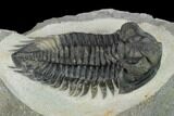Coltraneia Trilobite Fossil - Huge Faceted Eyes #154333-3